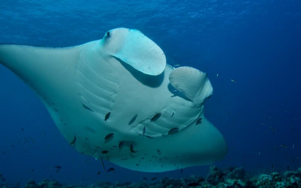 Manta Birostris