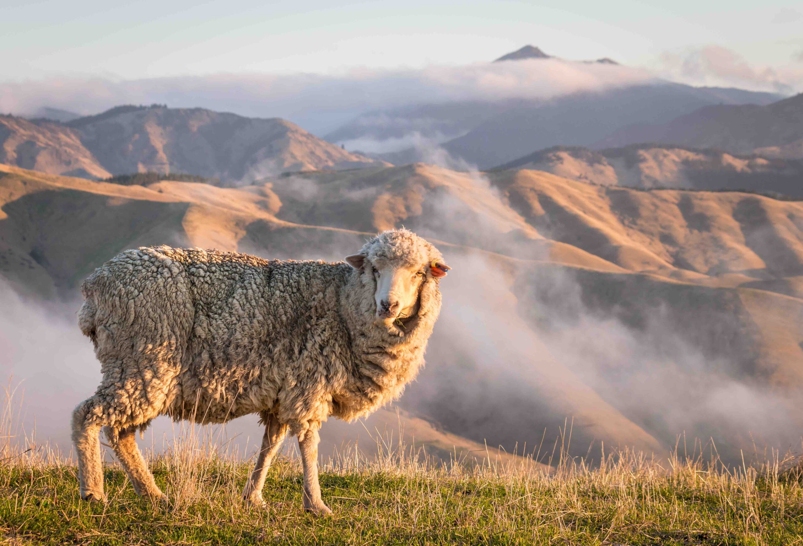 Merino Wool