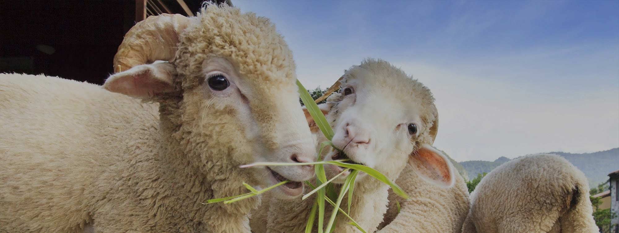 Merino Wool