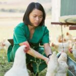 Feathered Gold: How Sustainable Farming Is Revolutionizing Grilled Chicken