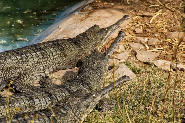 Fish-Eating Crocodile: Discover the Exciting Apex