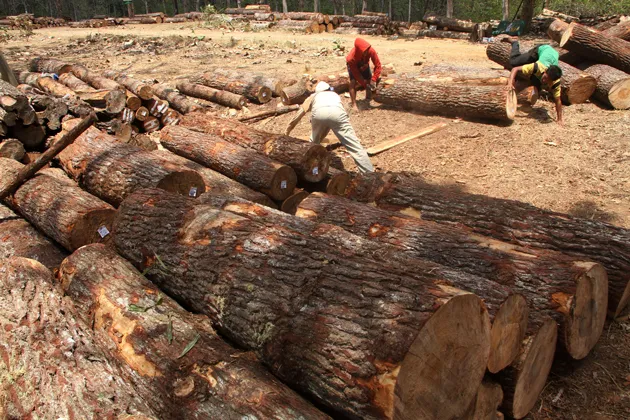 Pengolahan Kayu: Teknik, Proses, dan Teknologi Terkini