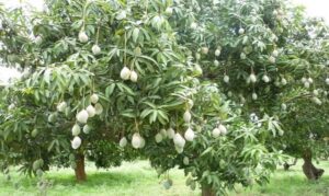 Pohon Mangga: Keindahan dan Manfaatnya untuk Kehidupan