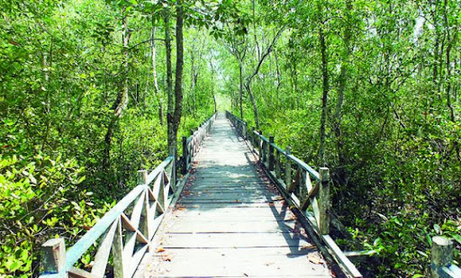 Mangrove Margo Mulyo: Surga Hijau Tersembunyi di Balikpapan yang Wajib Dikunjungi