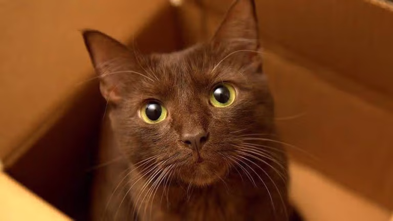 Kucing Havana: Si Cokelat Mewah yang Bikin Jatuh Hati dari Pandangan Pertama