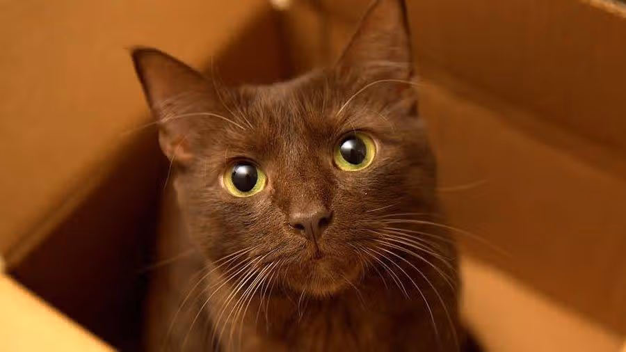Kucing Havana
