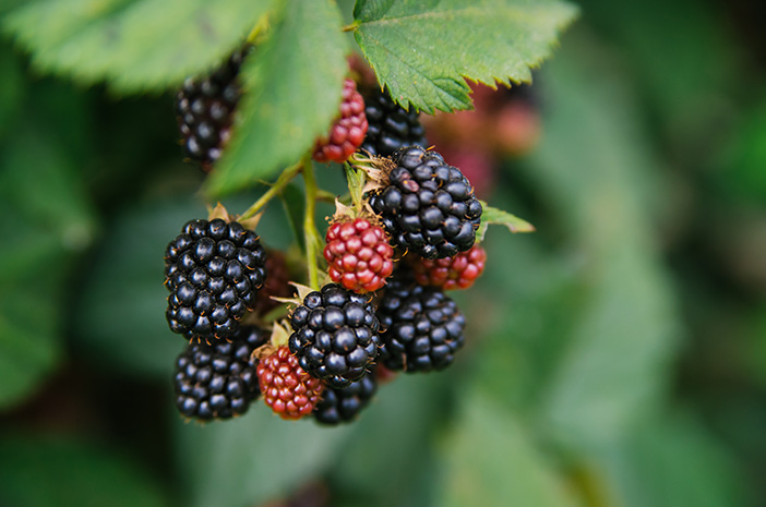 Buah Beri