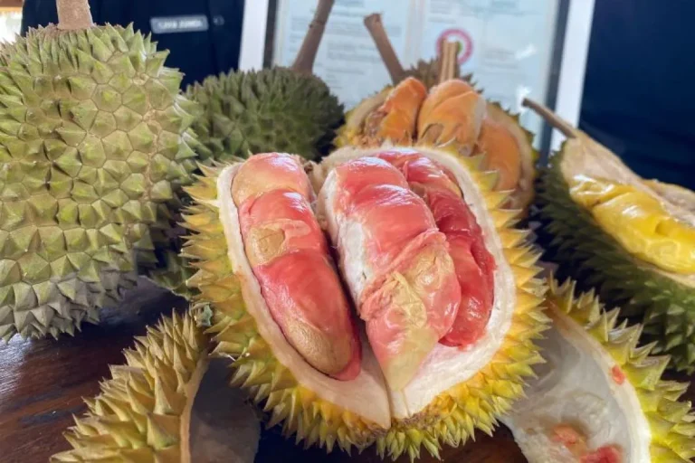 Durian Merah Banyuwangi, Pesona Rasa Langka dari Ujung Timur Jawa