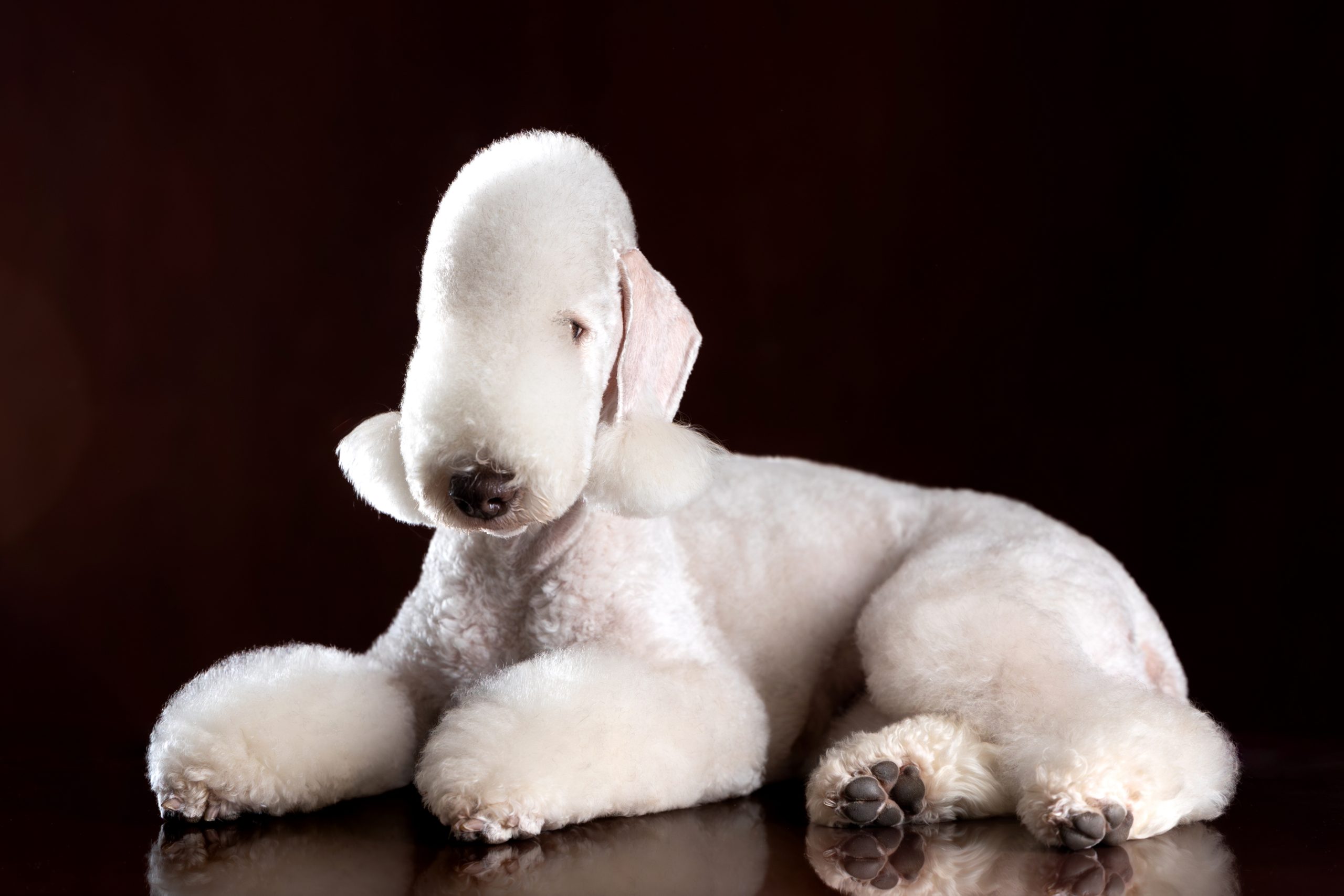 Bedlington Terrier