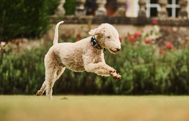 Manajemen Stres dan Kesehatan Mental Bedlington Terrier