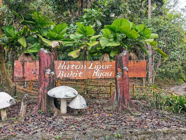 Bukit Hijau: Surga Tersembunyi di Tengah Alam