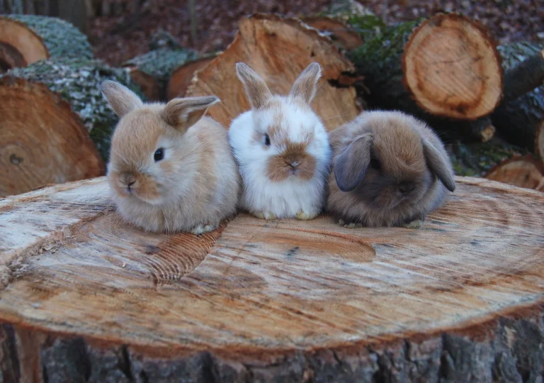 Merawat Kelinci Holland Lop agar Sehat dan Aktif