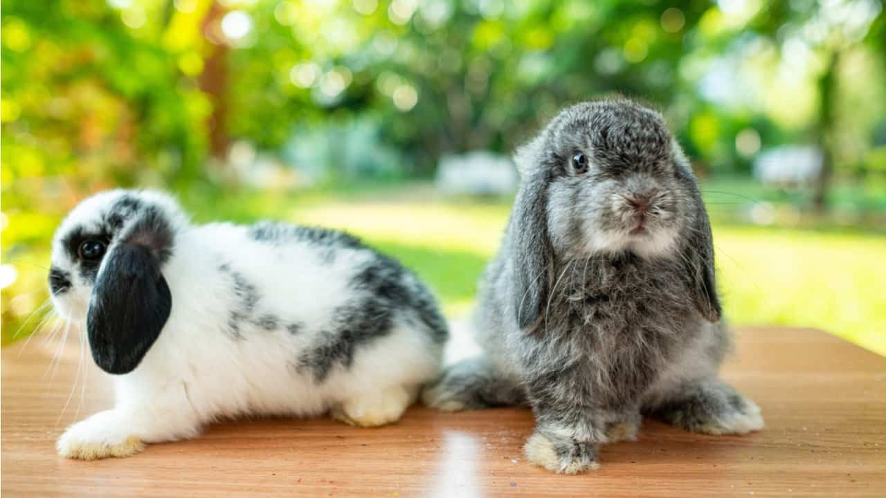 Mengenal Karakter Holland Lop