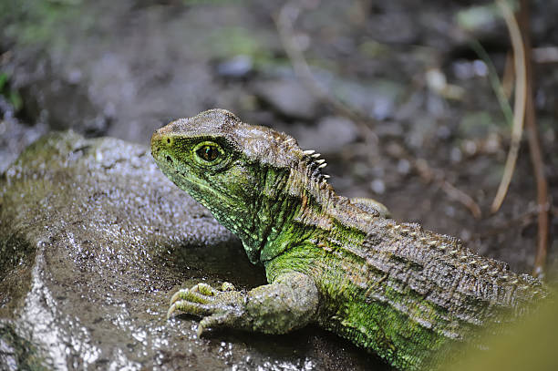 Saksi Bisu Evolusi kadal Tuatara di Kepulauan Pasifik
