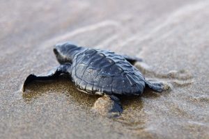 Menjelajahi Habitat Tukik: Perjalanan Magis Menuju Samudra