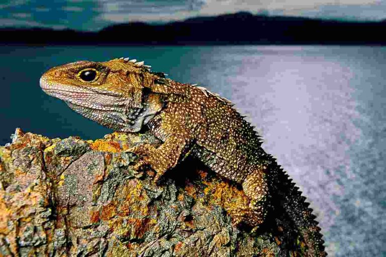 Mengenal kadal Tuatara: Reptil Purba yang Bertahan dari Zaman Es