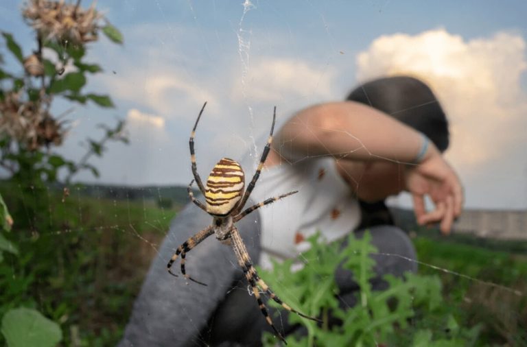 Mengatasi Entomophobia: Dari Rasa Takut ke Kendali Diri