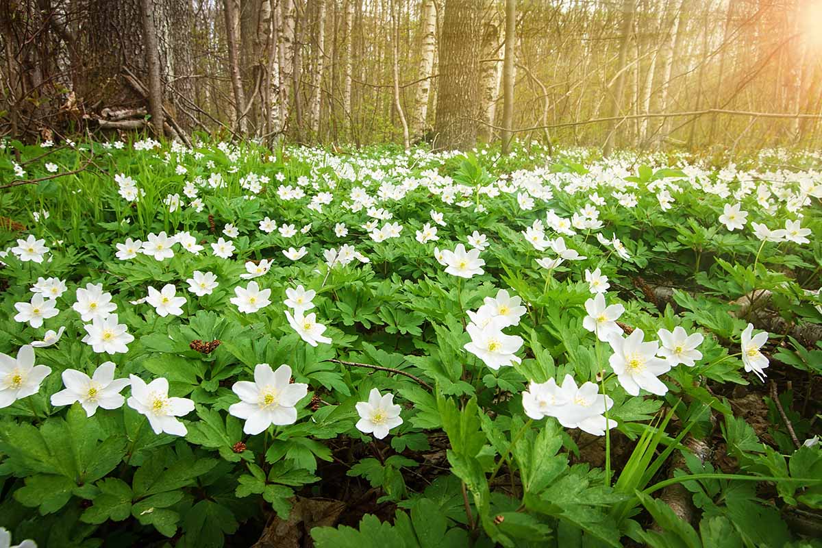 Karakteristik Unik Wood Anemone dan Siklus Hidup yang Anggun