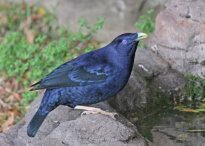 Namdur Wulung, Burung Unik Australia dengan Bakat Arsitek Alami