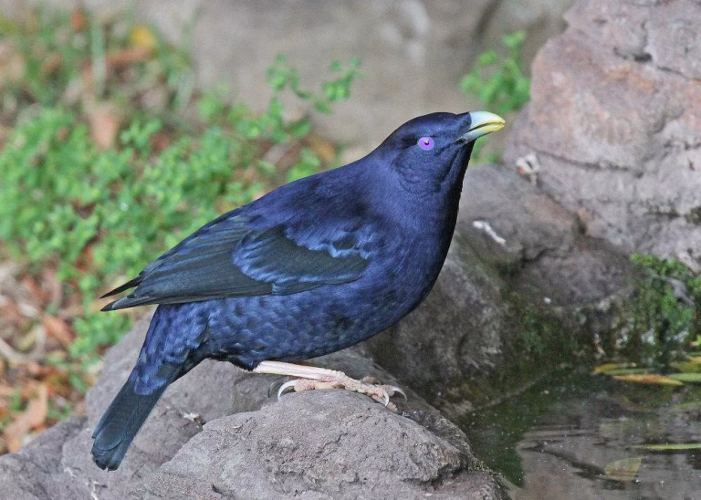 Namdur Wulung, Burung Unik Australia dengan Bakat Arsitek Alami