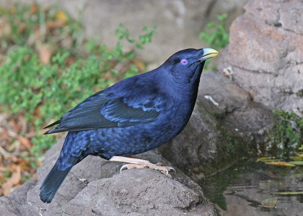 Namdur Wulung