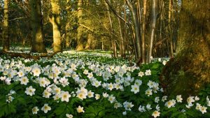 Pesona Wood Anemone, Bunga Liar Indah Pemikat Taman