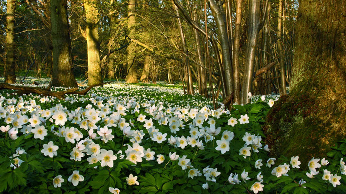 Wood Anemone