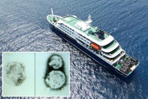 Wabah Hantavirus Mengguncang Dunia, Ancaman Sunyi yang Datang dari Lingkungan Sekitar