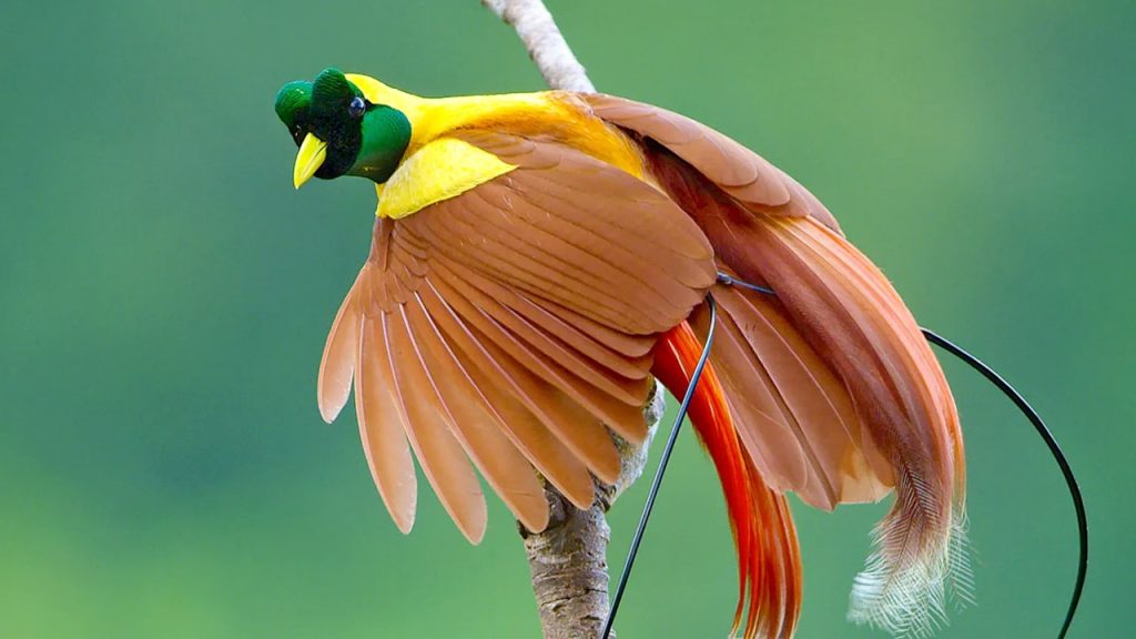Cendrawasih Raggiana, Burung Endemik yang Harus Dilestarikan