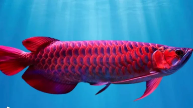 Arwana Merah, Ikan Mahal yang Selalu Jadi Buruan Kolektor